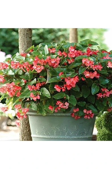 Şeker Begonya 3’lü Set Karışık Renklerde 10-20 cm - Resim 3