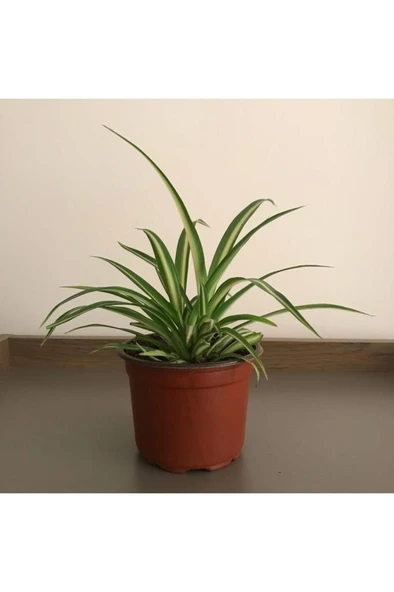 Saksılı Kurdela Çiçeği Fidanı Canlı Çiçek 10-20 cm - Resim 3