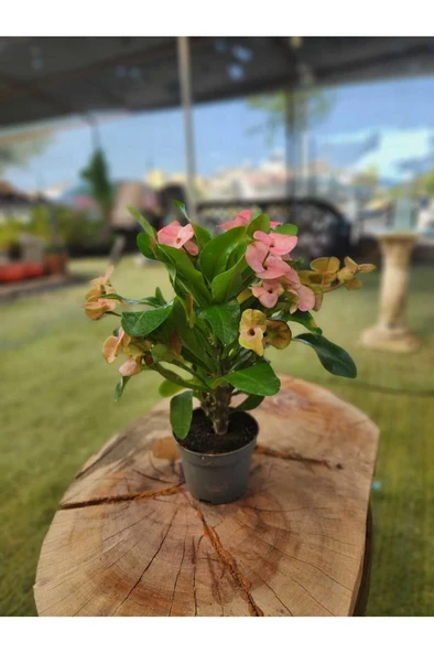 Japon Iğnesi Dikenler Tacı Euphorbia Milii Fidanı Saksılı 10-20 cm - Resim 3