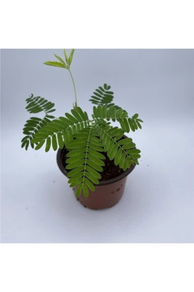 Küstüm Çiçeği Fidanı Özel Ürün 10-20 cm