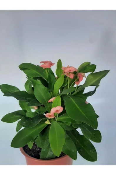 Pembe Japon Iğnesi Dikenler Tacı Euphorbia Milii Fidanı 10-20 cm
