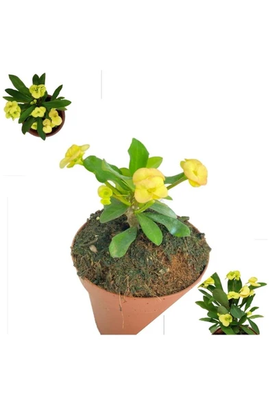 Sarı Dikenler Tacı Japon Iğnesi Dikenler Tacı Euphorbia Milii 10-20 cm - Resim 2