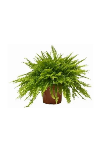 Aşk Merdiveni (nephrolepis) Bitkisi Fidanı 10-20 cm - Resim 2