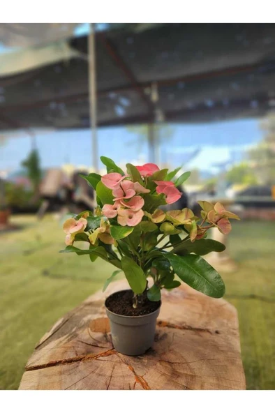 Japon Iğnesi Dikenler Tacı Euphorbia Milii Fidanı Saksılı 10-20 cm