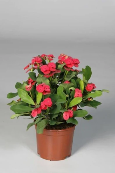 Kırmızı Japon Iğnesi Dikenler Tacı Euphorbia Milii Fidanı 10-20 cm - Resim 3