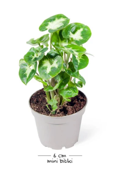 Syngonium Pixie - Set 2 Adet Melek Kanadı Çiçeği Fidanı 10-20 cm - Resim 2