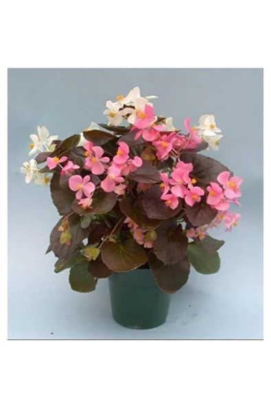 Şeker Begonya 3’lü Set Karışık Renklerde 10-20 cm - Resim 4