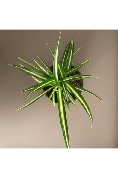 Saksılı Kurdela Çiçeği Fidanı Canlı Çiçek 10-20 cm - Resim 2