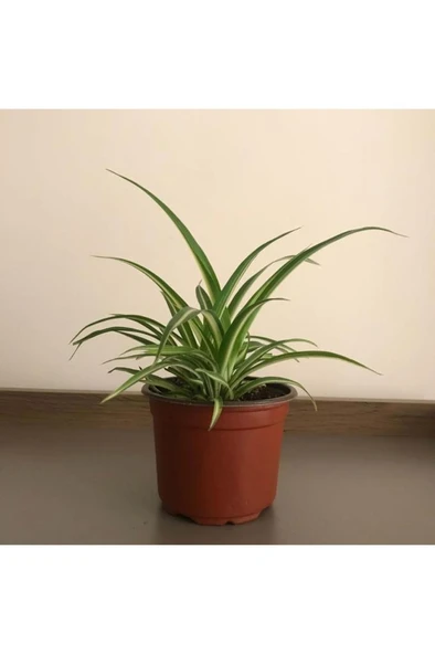 Saksılı Kurdela Çiçeği Fidanı Canlı Çiçek 10-20 cm