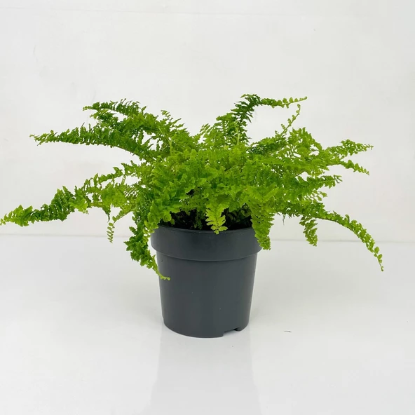 Aşk Merdiveni (nephrolepis) Bitkisi Fidanı 10-20 cm ürün görseli