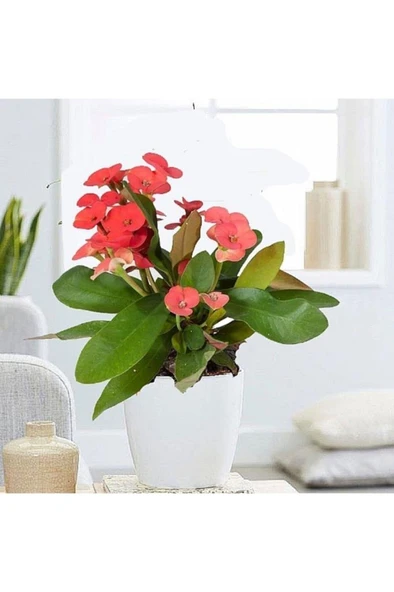 Kırmızı Japon Iğnesi Dikenler Tacı Euphorbia Milii Fidanı 10-20 cm