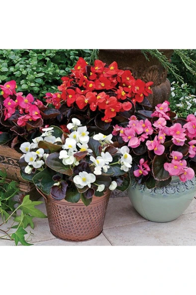Şeker Begonya 3’lü Set Karışık Renklerde 10-20 cm - Resim 5