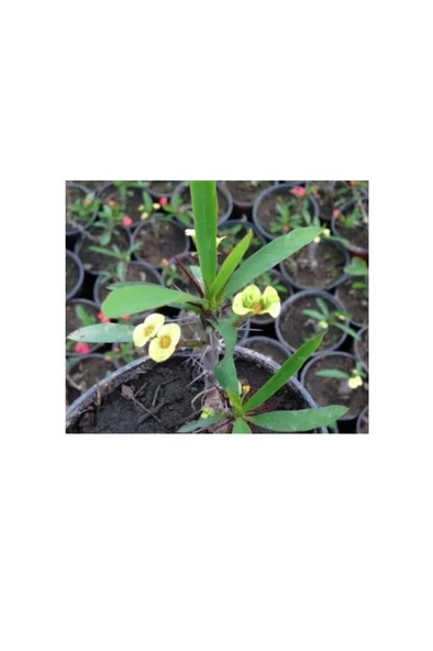 Japon Iğnesi Dikenler Tacı Euphorbia Milii Fidanı Saksılı 10-20 cm ürün görseli