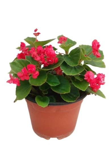 Begonia (Begonya Çiçeği) Fidanı Fuşya 10-20 cm