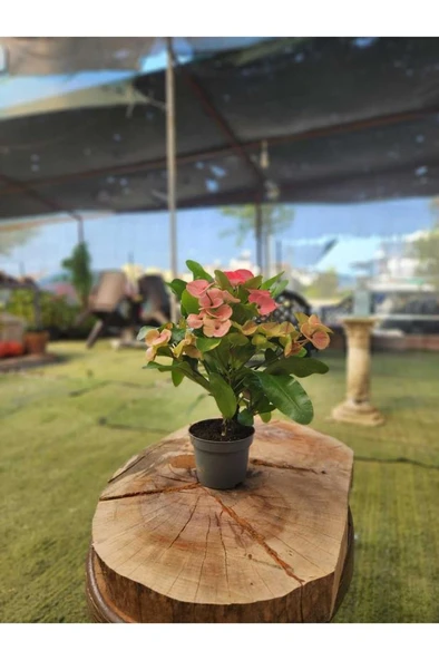 Japon Iğnesi Dikenler Tacı Euphorbia Milii Fidanı Saksılı 10-20 cm - Resim 2