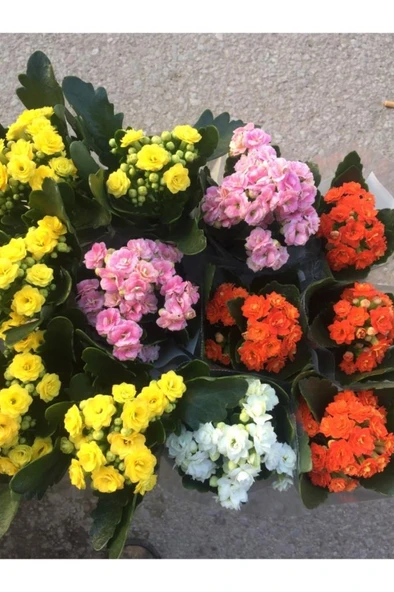 Kalanşo Çiçeği Fidanı 10-20 cm