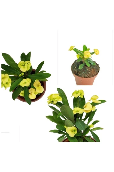 Sarı Dikenler Tacı Japon Iğnesi Dikenler Tacı Euphorbia Milii 10-20 cm - Resim 2