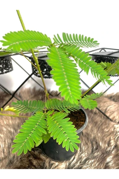 Küstüm Çiçeği Mimosa Pudica 10-20 cm