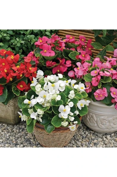 Şeker Begonya 3’lü Set Karışık Renklerde 10-20 cm