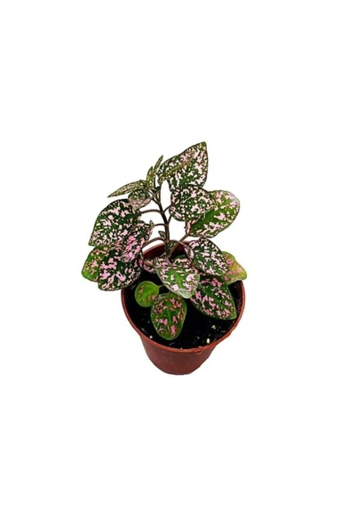 Pembe Fittonia Hostes Çiçeği Fidanı 10-20 cm ürün görseli