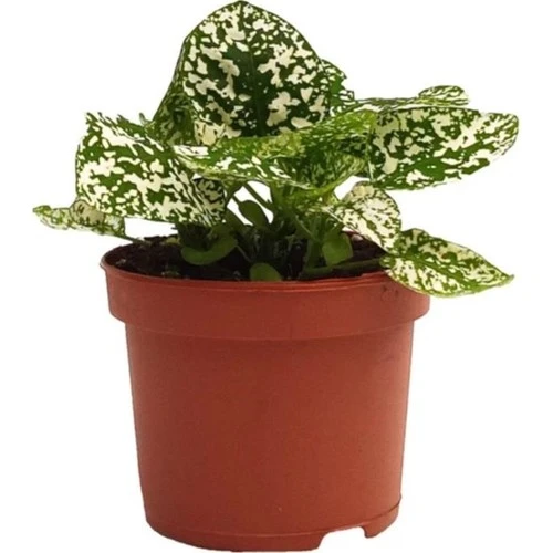 Hypoestes Hostes Çiçeği Fidanı Çilli Beyaz 10-20 cm