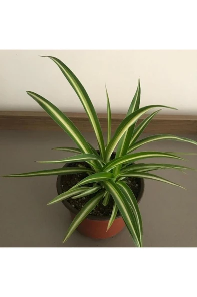 Saksılı Kurdela Çiçeği Fidanı Canlı Çiçek 10-20 cm - Resim 4