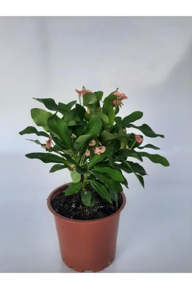 Pembe Japon Iğnesi Dikenler Tacı Euphorbia Milii Fidanı 10-20 cm - 3