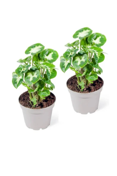 Syngonium Pixie - Set 2 Adet Melek Kanadı Çiçeği Fidanı 10-20 cm ürün görseli