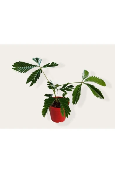 Mimosa Pudica (küstüm Çiçeği) Fidesi 10-20 cm