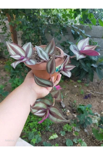 Mor Çizgili Telegraf Karasevda Çiçeği Fidanı 10-20 cm ürün görseli