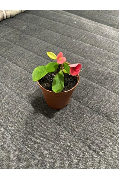 Japon Iğnesi Dikenler Tacı Euphorbia Milii Fidanı Saksılı 10-20 cm