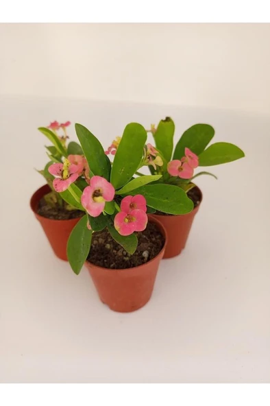 Pembe Japon Iğnesi Dikenler Tacı Euphorbia Milii Fidanı 10-20 cm
