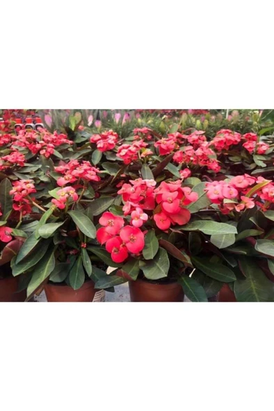 Japon Iğnesi Dikenler Tacı Euphorbia Milii Fidanı Saksılı 10-20 cm - Resim 2