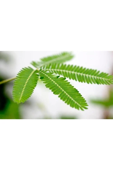 Mimosa Pudica Küstüm Çiçeği Fidanı 10-20 cm