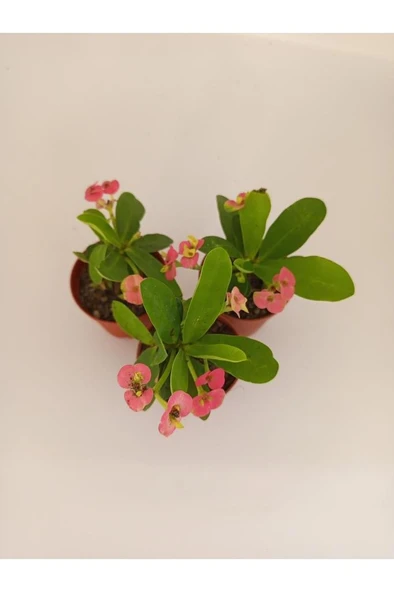 Pembe Japon Iğnesi Dikenler Tacı Euphorbia Milii Fidanı 10-20 cm - 2