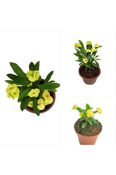 Sarı Japon Iğnesi Dikenler Tacı Euphorbia Milii Fidanı 10-20 cm - Resim 2