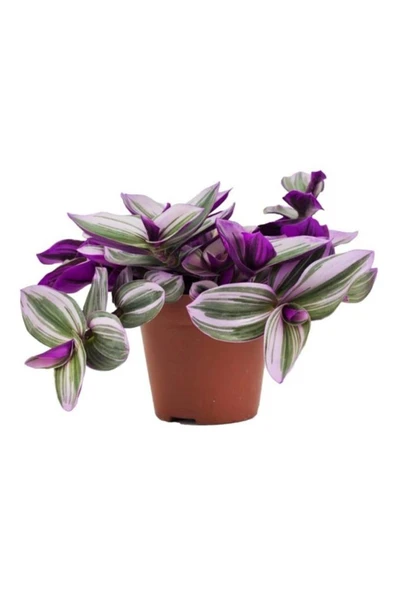 Tradescantia Nanouk Pembe Telgraf Çiçeği Fidanı 10-20 cm