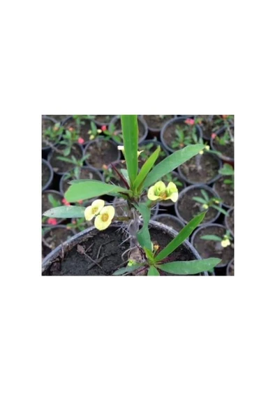 Japon Iğnesi Dikenler Tacı Euphorbia Milii Fidanı Saksılı 10-20 cm ürün görseli