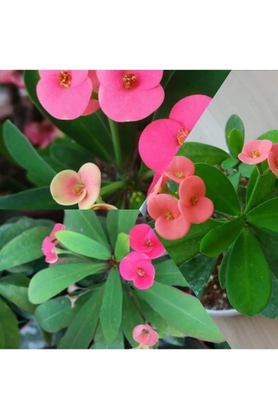 Pembe Japon Iğnesi Dikenler Tacı Euphorbia Milii Fidanı Saksılı 10-20 cm