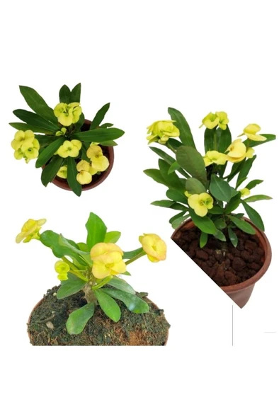 Sarı Japon Iğnesi Dikenler Tacı Euphorbia Milii Fidanı 10-20 cm