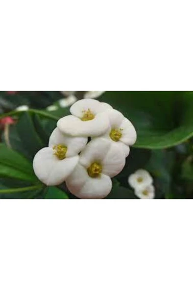 Japon Iğnesi Dikenler Tacı Euphorbia Milii Fidanı Saksılı 10-20 cm