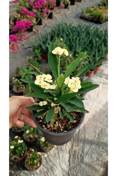 Japon Iğnesi Dikenler Tacı Euphorbia Milii Fidanı Saksılı 10-20 cm - Resim 3