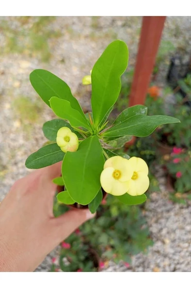 Sari Japon Iğnesi Dikenler Tacı Euphorbia Milii Fidanı 10-20 cm ürün görseli