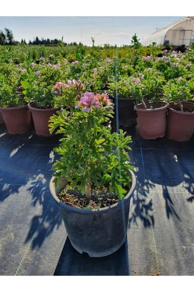 Kokulu Itır Çiçeği (Pelargonium Graveolens) Fidanı 10-20 cm - Resim 2