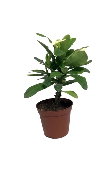 Japon Iğnesi Dikenler Tacı Euphorbia Milii Fidanı Saksılı 10-20 cm
