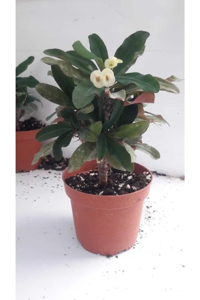 Japon Iğnesi Dikenler Tacı Euphorbia Milii Fidanı Saksılı 10-20 cm ürün görseli