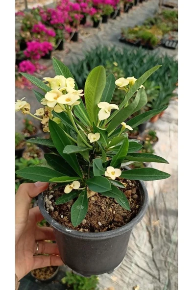 Japon Iğnesi Dikenler Tacı Euphorbia Milii Fidanı Saksılı 10-20 cm - Resim 2