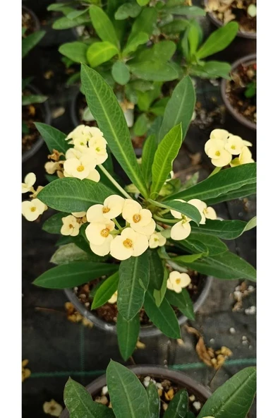 Japon Iğnesi Dikenler Tacı Euphorbia Milii Fidanı Saksılı 10-20 cm ürün görseli