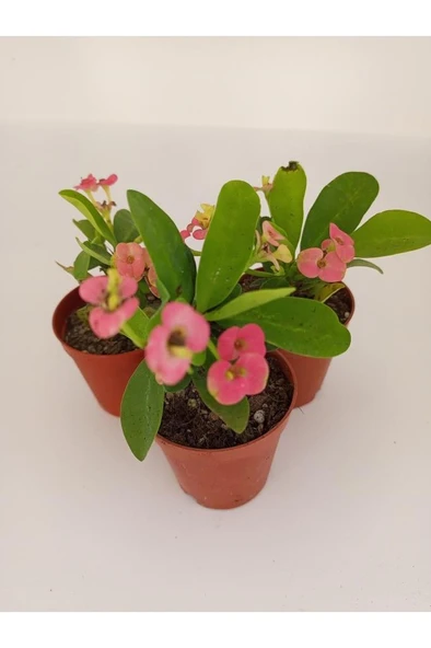 Pembe Japon Iğnesi Dikenler Tacı Euphorbia Milii Fidanı 10-20 cm - 3