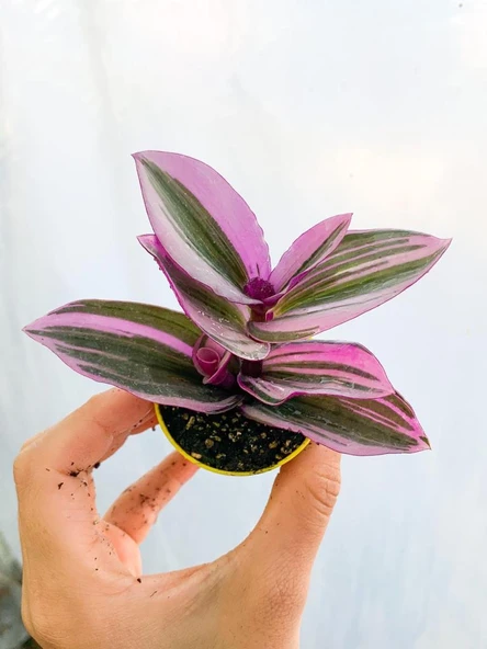 Tradescantia Nanouk Pembe Telgraf Çiçeği Fidanı 10-20 cm - Resim 4